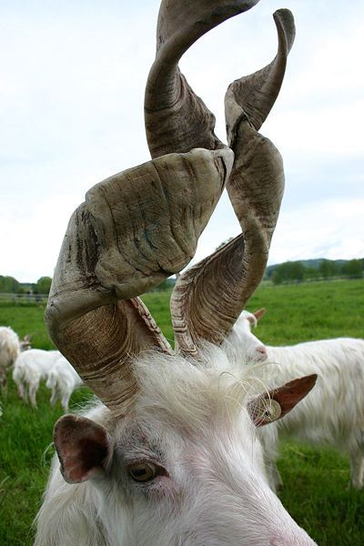 Goat with Spiral Horns