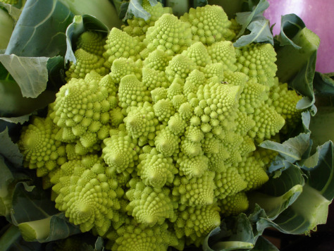 Romanesco brassica