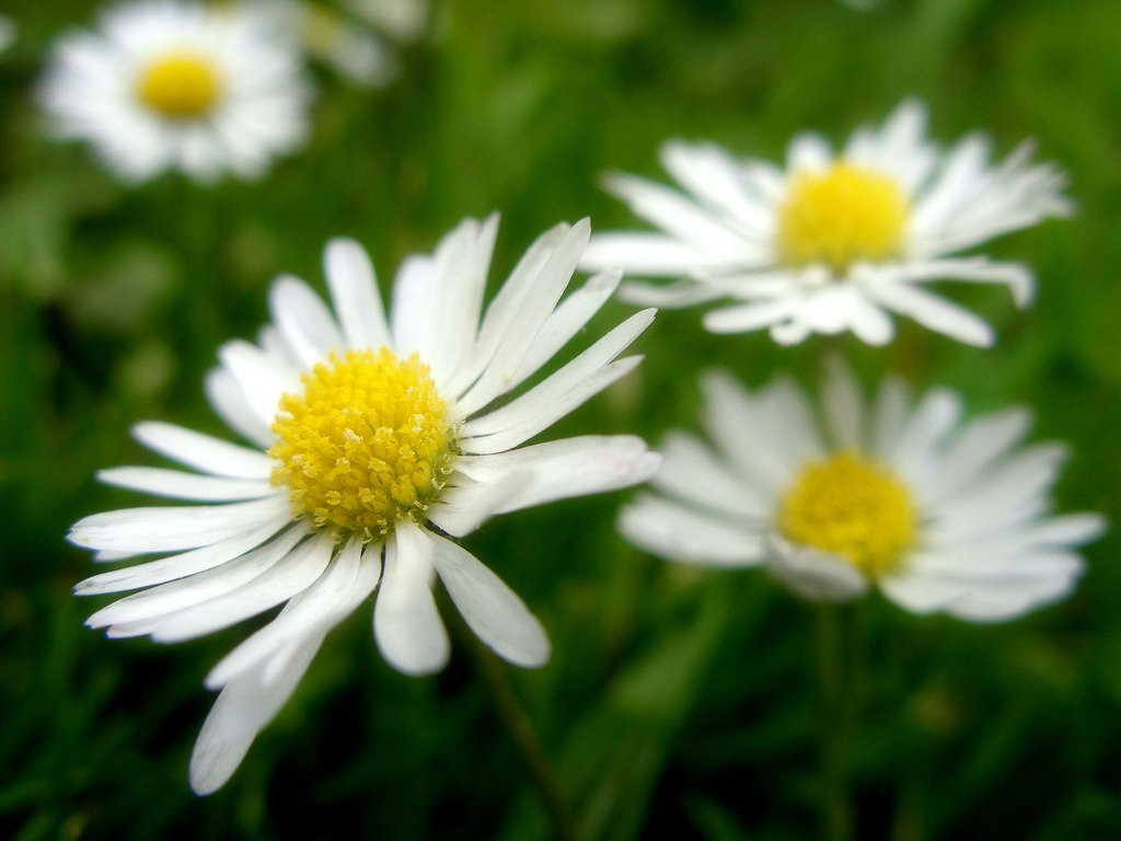 DaisyFlowers