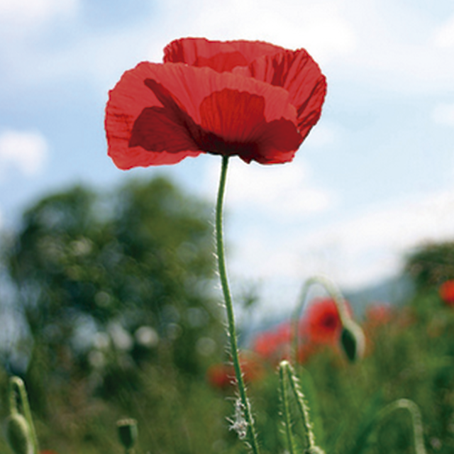 Tall poppy syndrome anyone