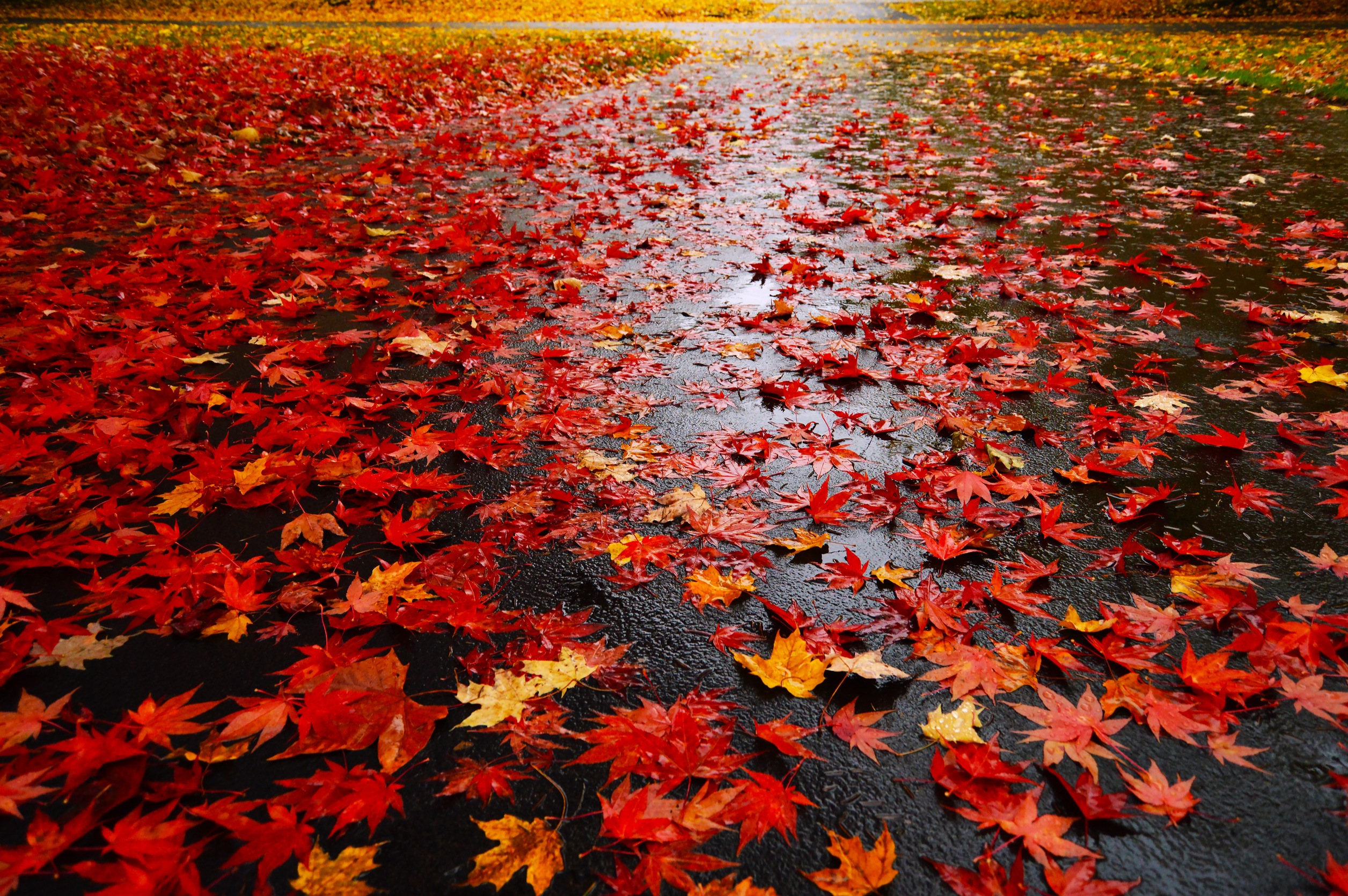 Багряный сентябрь. Осень. Осенний дождь. Красивая дождливая осень. Красивые листья.