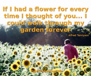 Man among sunflowers