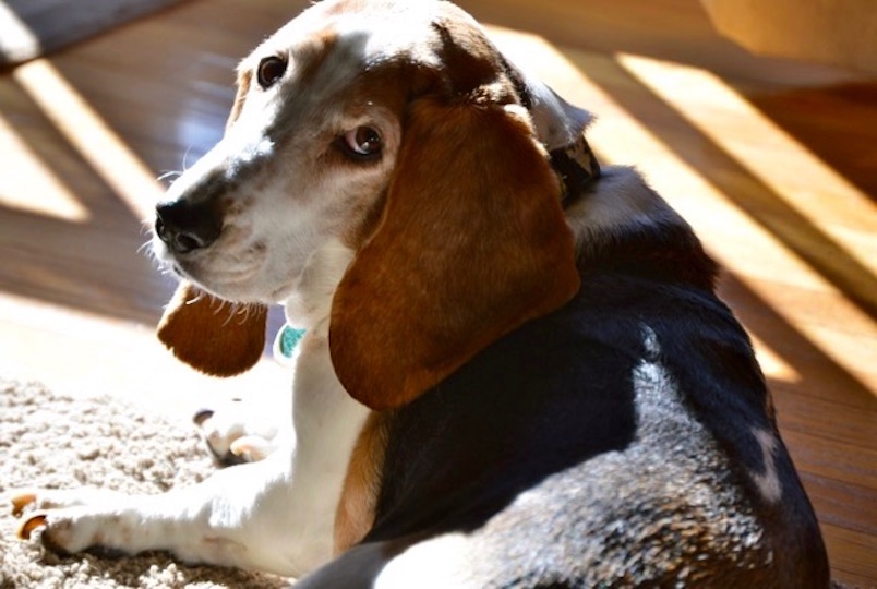 Soul Lessons from My Basset Hound