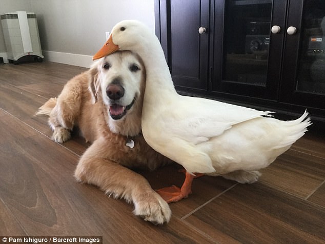 Odd Couple! Inseparable Dog and Duck Prove Friends Don't Have to Be Birds of a Feather.