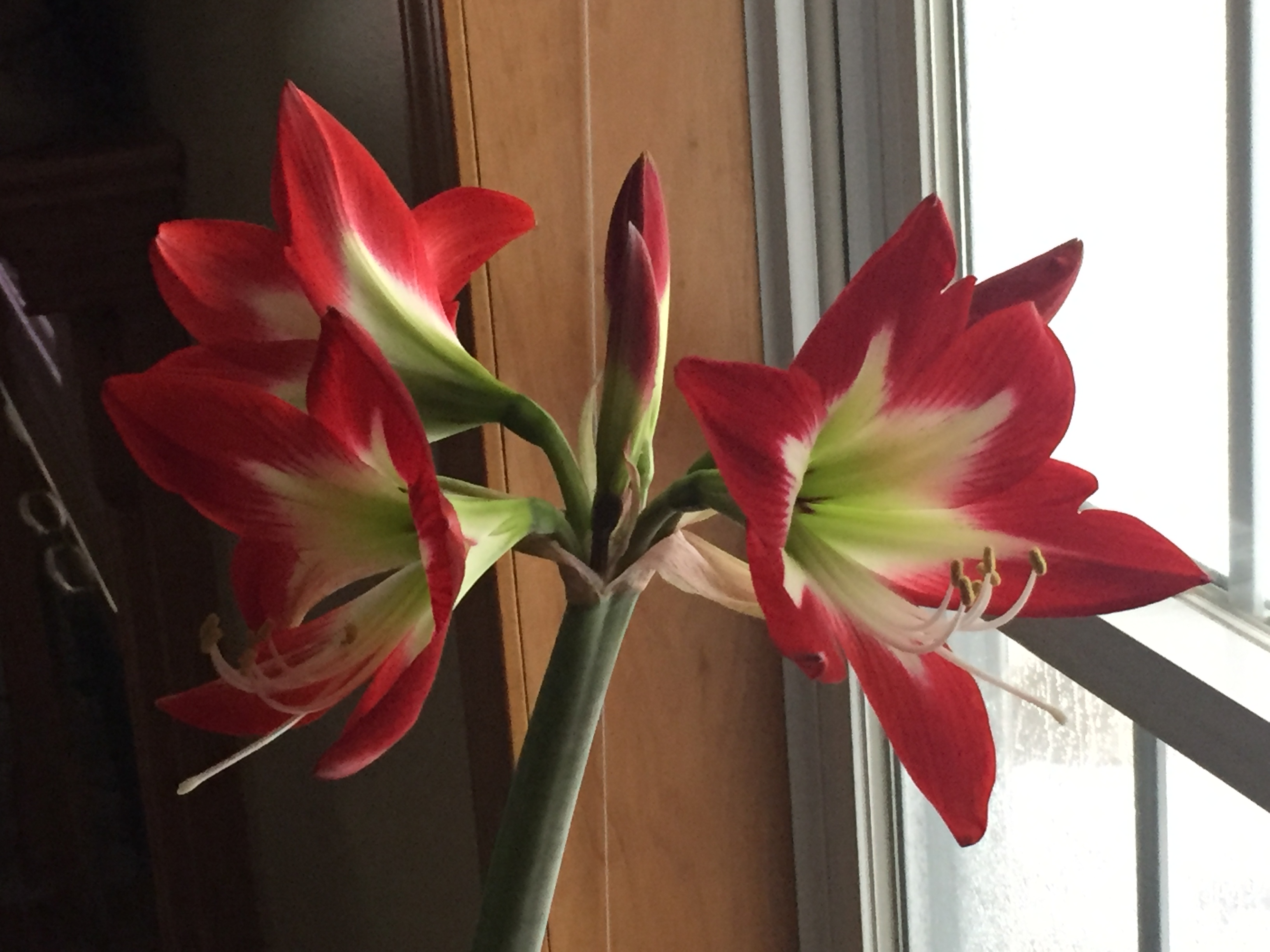 2nd blooming Feb. 2017