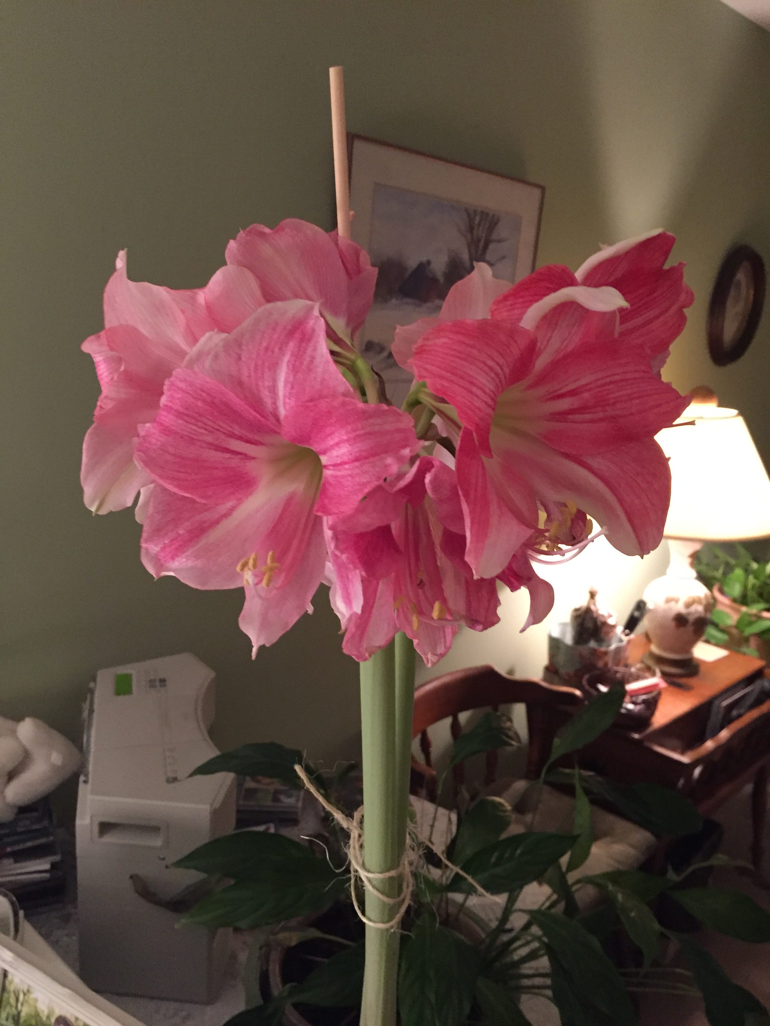 Mum’s 13-flower amaryllis 2016